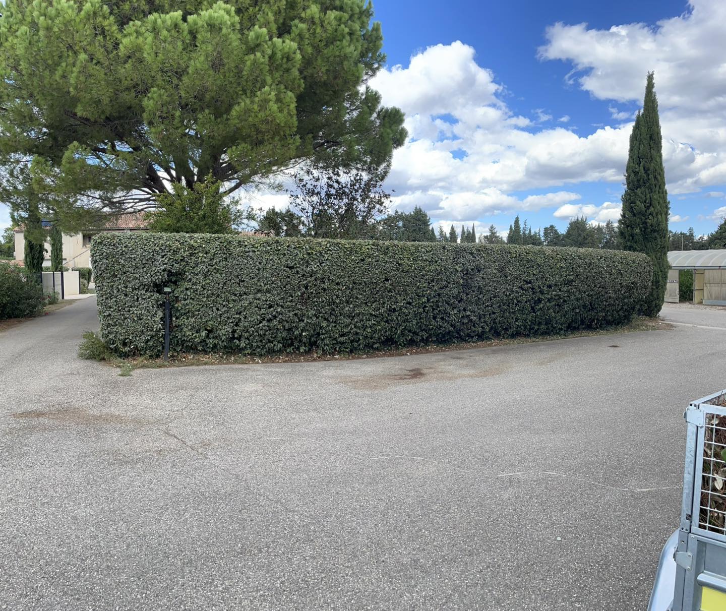 Olivier mis en forme avec massif de galets, Provence